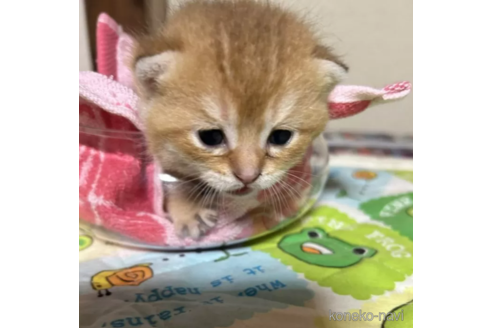 成約済の群馬県のブリティッシュショートヘア-96076の2枚目
